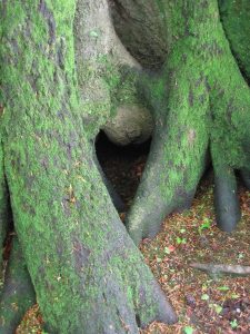 sur cette photo on peut voir un coeur dans les racines d'un arbre